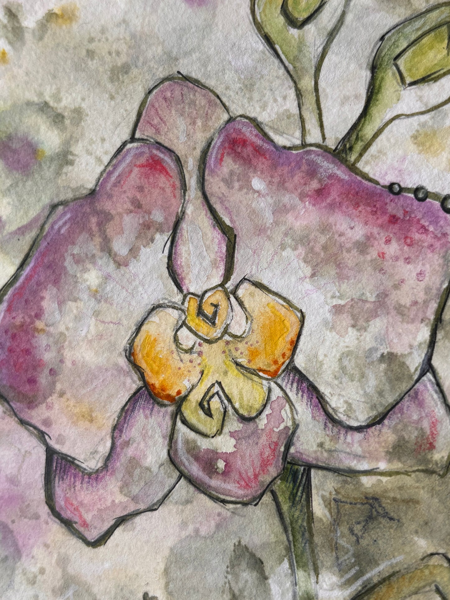 Pink Orchid