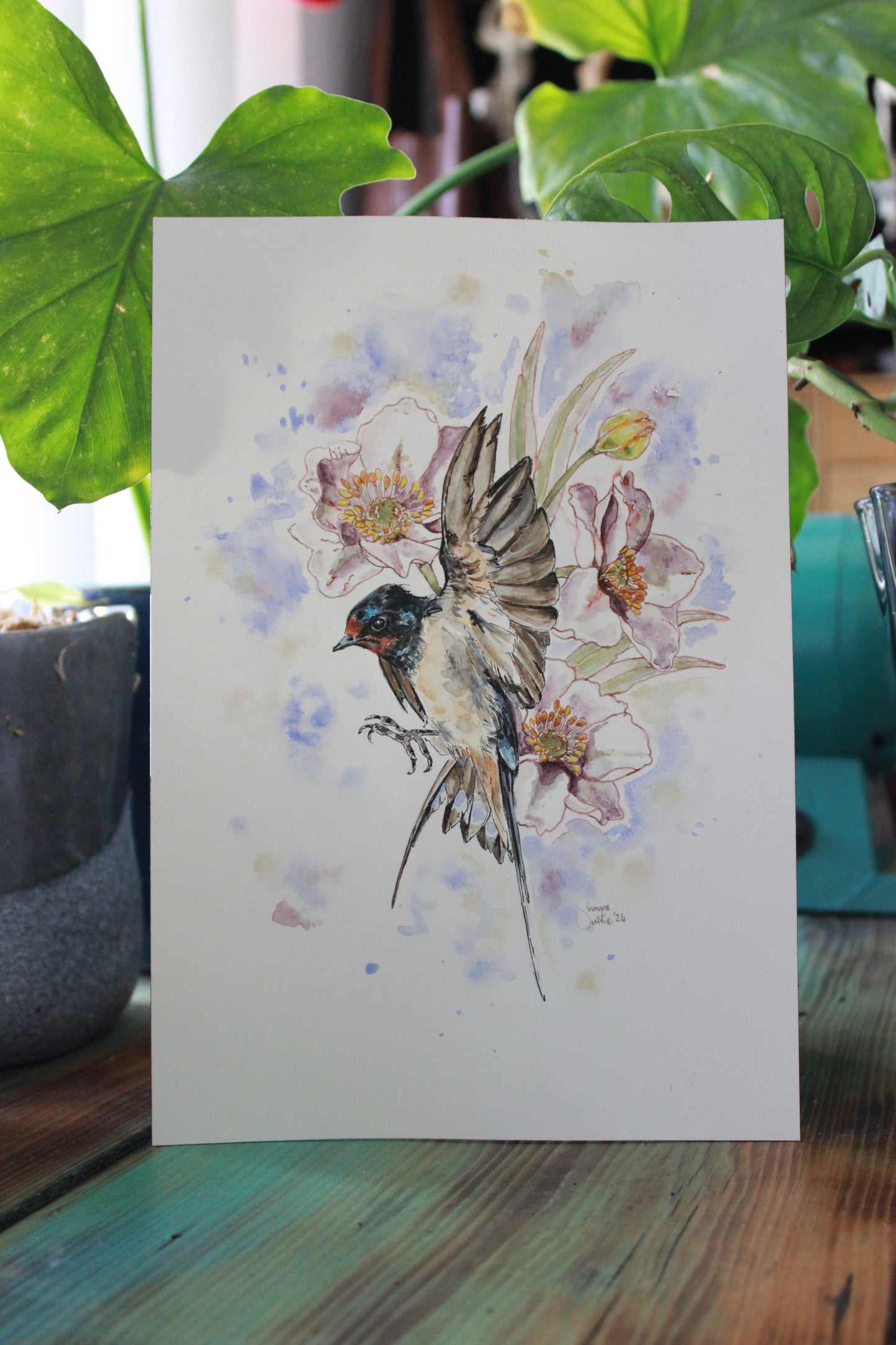 Barn Swallow