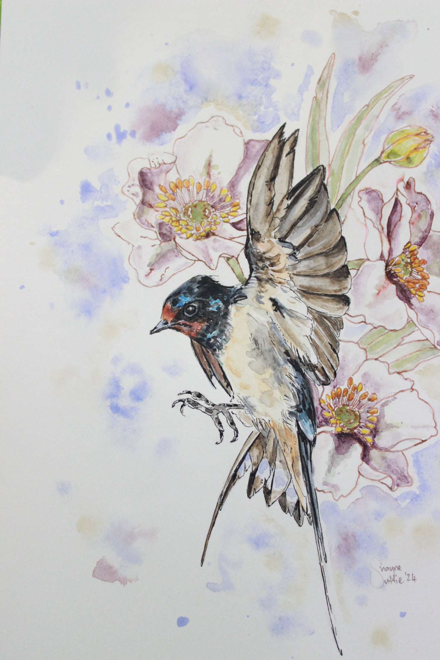 Barn Swallow