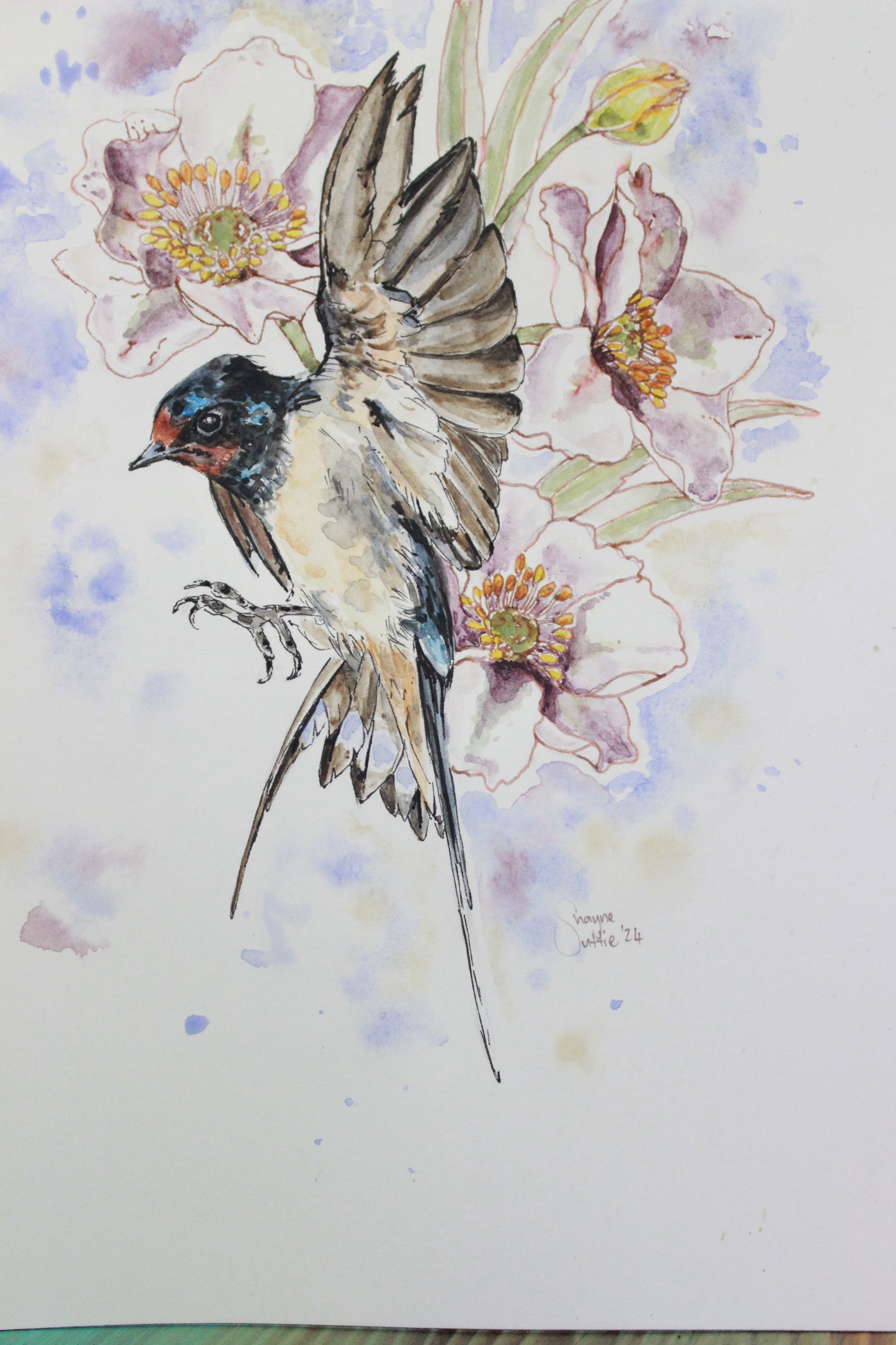 Barn Swallow