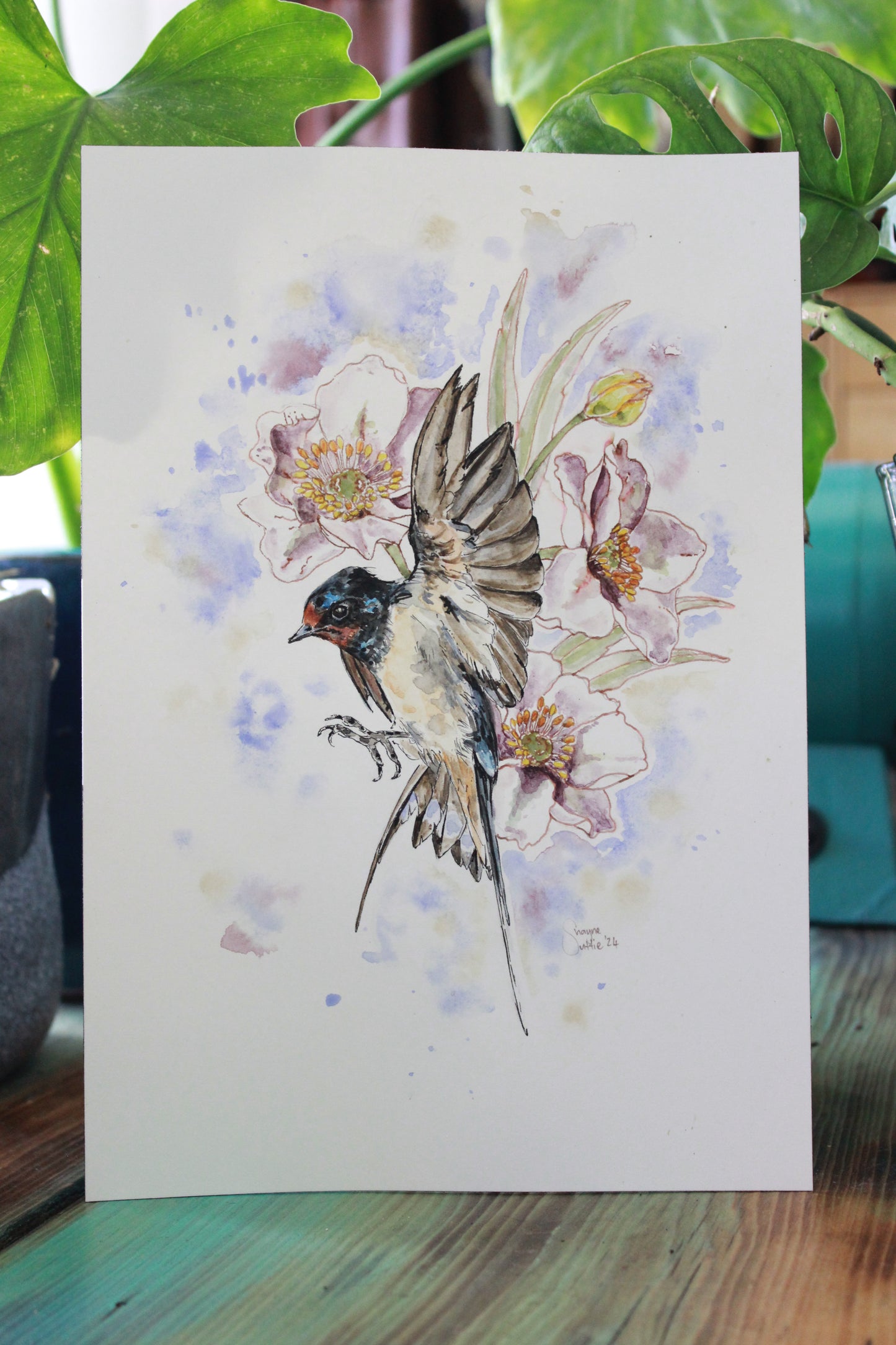Barn Swallow