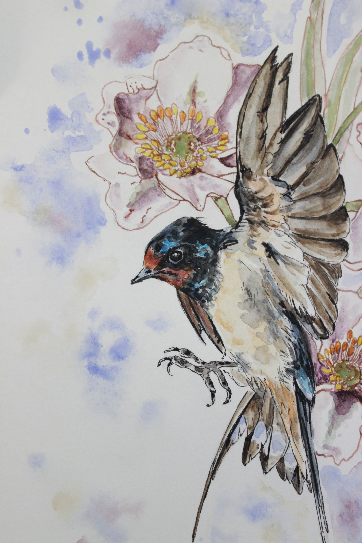 Barn Swallow