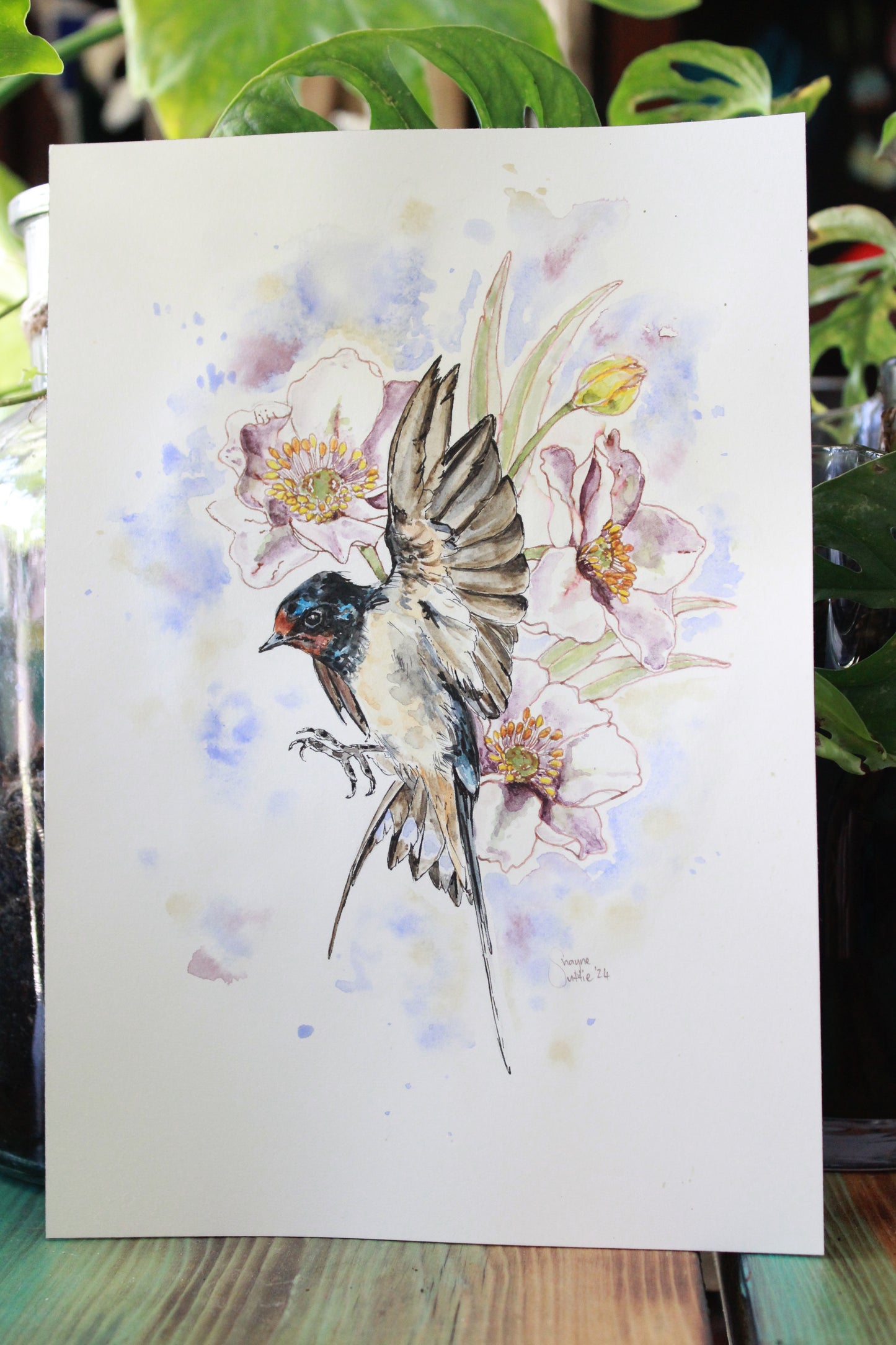 Barn Swallow